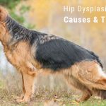 Causes Of Hip Dysplasia in dogs