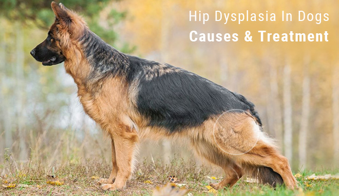 Causes Of Hip Dysplasia in dogs