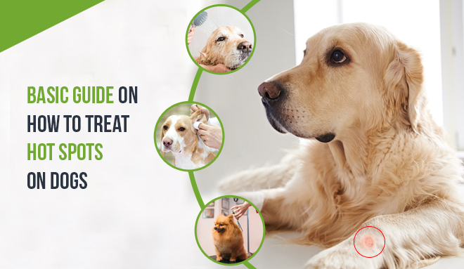 How To Treat Hot Spots On Dogs