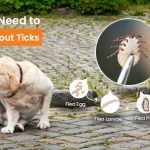 Life cycle of ticks