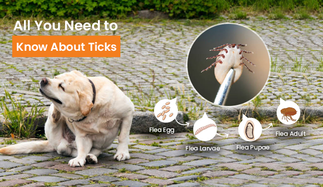 Life cycle of ticks