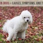 Diarrhea In Dogs