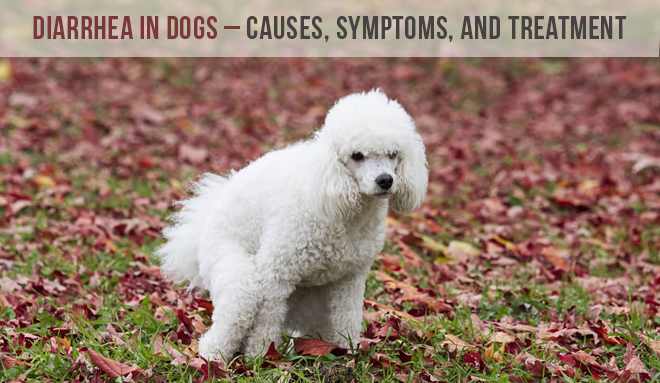 Diarrhea In Dogs