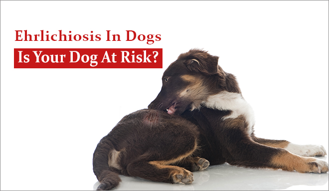 Ehrlichiosis-In-Dogs