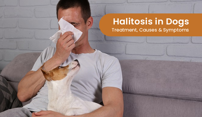Halitosis in Dogs