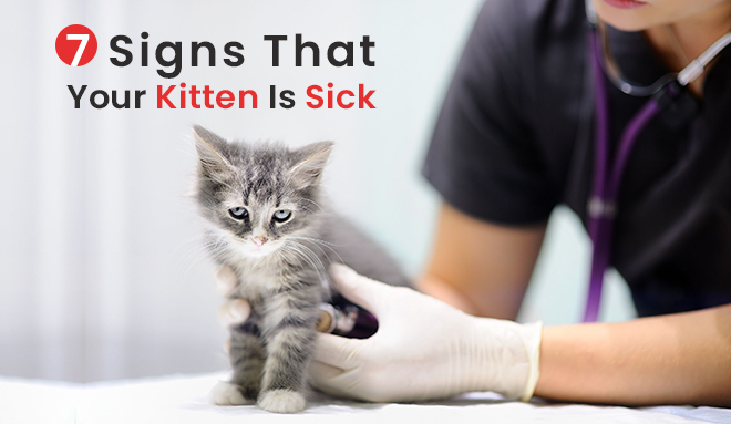 Kitten is sick