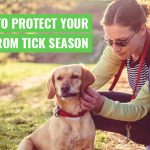 Flea and tick treatment