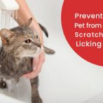 dog scratching skin