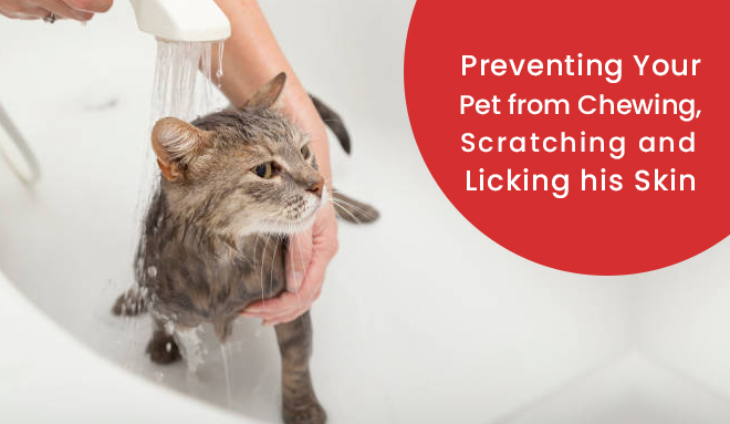 dog scratching skin