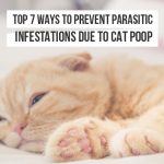 Top 7 Ways to Prevent Parasitic Infestations