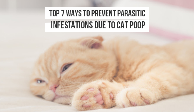 Top 7 Ways to Prevent Parasitic Infestations