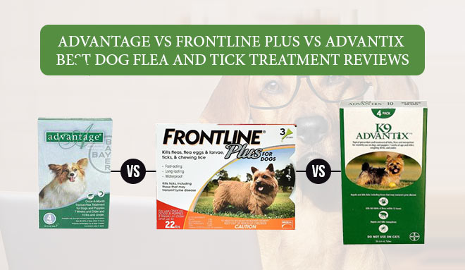 Fleas and ticks treatment
