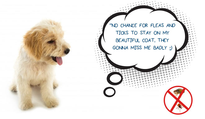 frontline plus for dogs