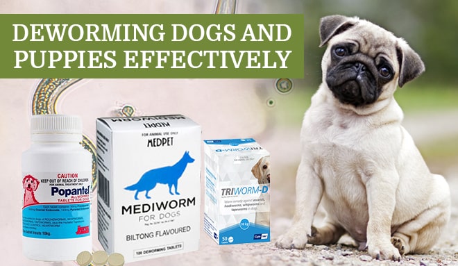 Deworming dogs