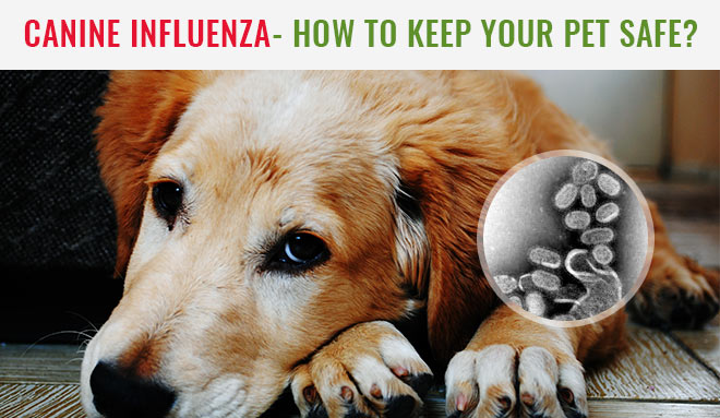 Canine Influenza