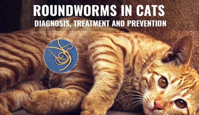Roundworms in cats