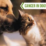 cancer in dogs and cats
