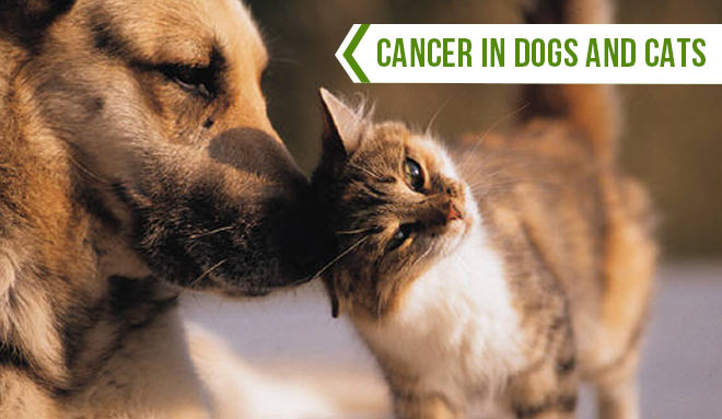 cancer in dogs and cats