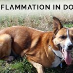 Inflammation in dogs
