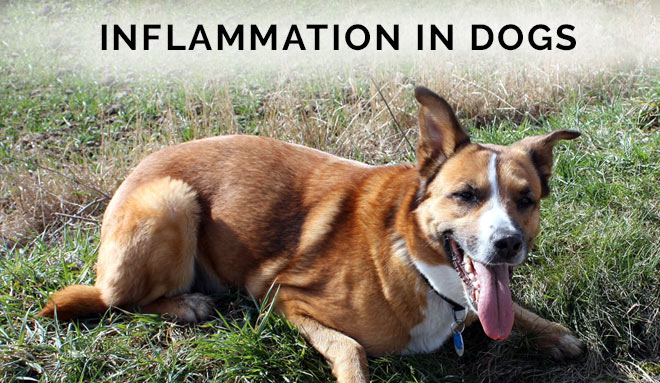 Inflammation in dogs