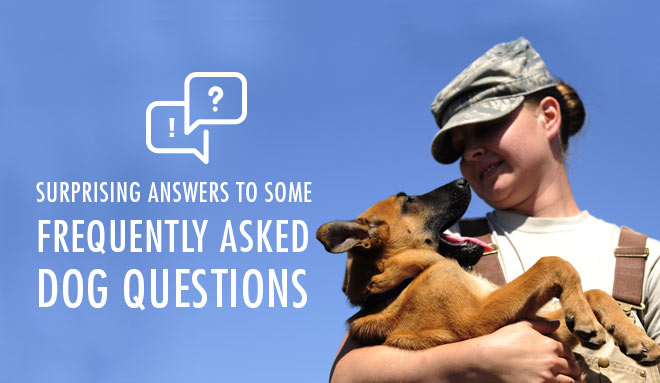 Dog FAQs
