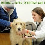 Arthritis in Dogs