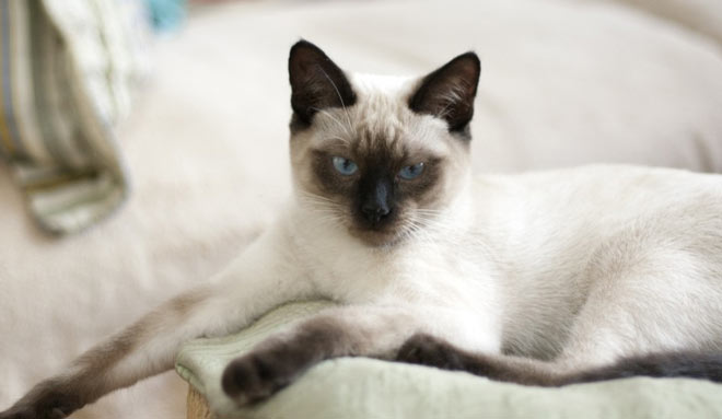 Balinese cat