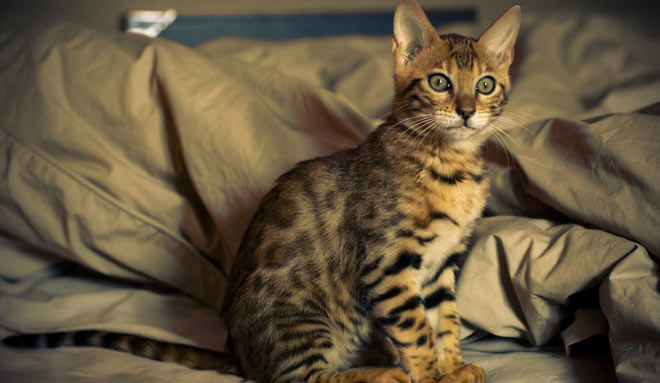 Bengal Kitty