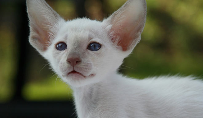 Devon Rex cat