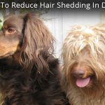 hair shedding in dogs