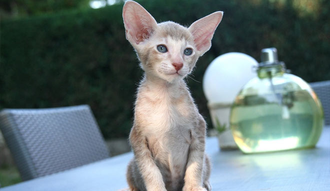 Oriental cat