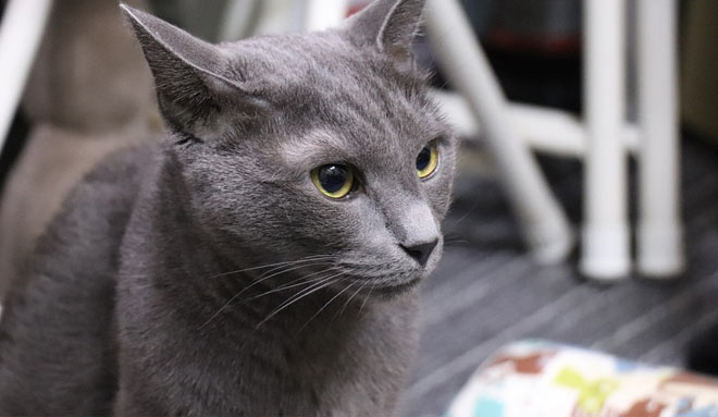Russian Blue cat