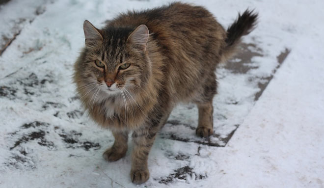 Siberian Cat