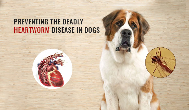 Heartworm Disease in Dogs