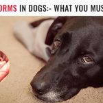 Roundworms In Dogs