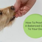 A Balanced Diet To Your Dog