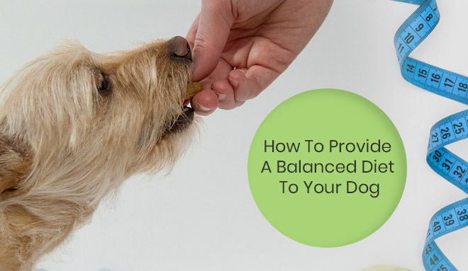 A Balanced Diet To Your Dog