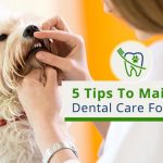 5 tips to pet dental care