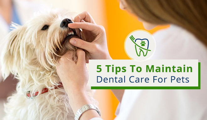 5 tips to pet dental care