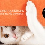 Most-Frequent-Questions-about-Tapeworms-in-Cats-Answered