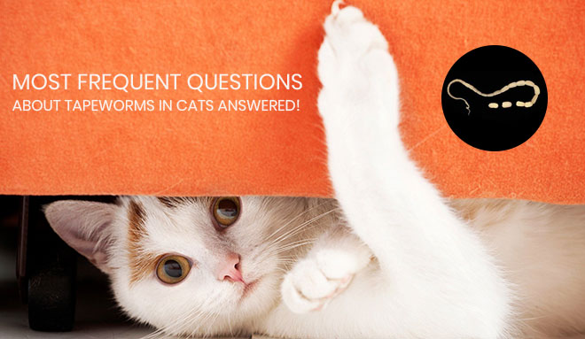 Most-Frequent-Questions-about-Tapeworms-in-Cats-Answered