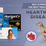 Why Preventing Heartworms Is More Important Than You May Think