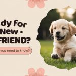 discpuntpetcare_ready_for_a_new_pet_friend