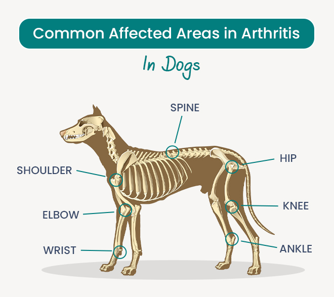 image_of_arthritis_in_dogs_affected_area_of_dog_from_discountpetcare