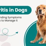 image_of_arthritis_in_dogs_symptoms_from_discountpetcare