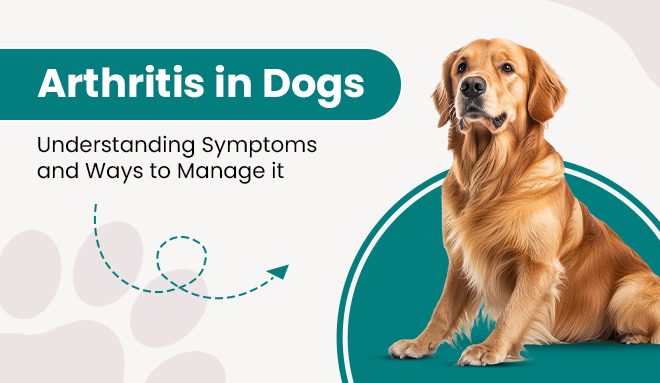 image_of_arthritis_in_dogs_symptoms_from_discountpetcare
