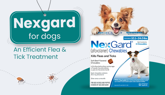 blog-image-nexgard-for-dog-from-discountpetcare-