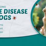image-of-Lyme-disease-in-Dogs-Symptoms-Treatment-and-Prevention-from-discountpetcare