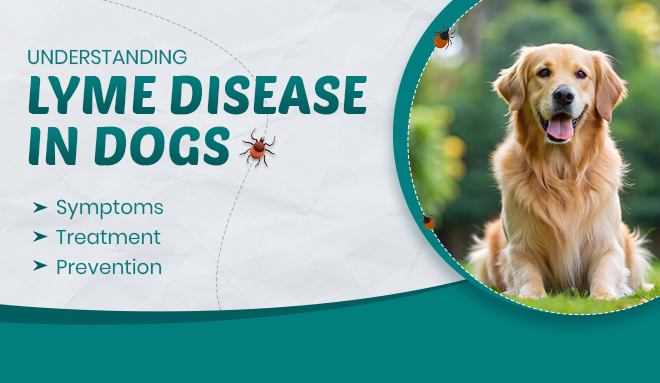 image-of-Lyme-disease-in-Dogs-Symptoms-Treatment-and-Prevention-from-discountpetcare