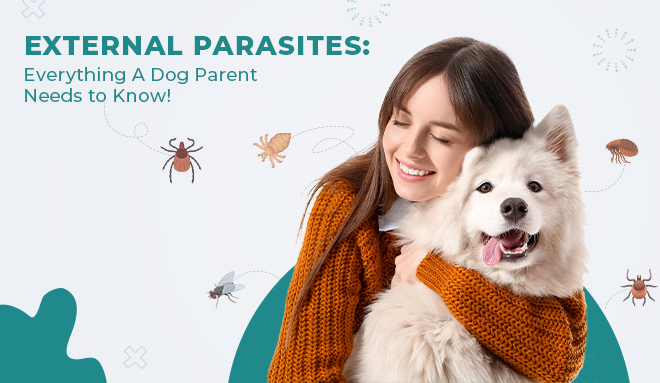 image-of-external-parasites-in-dog-from-discountpetcare